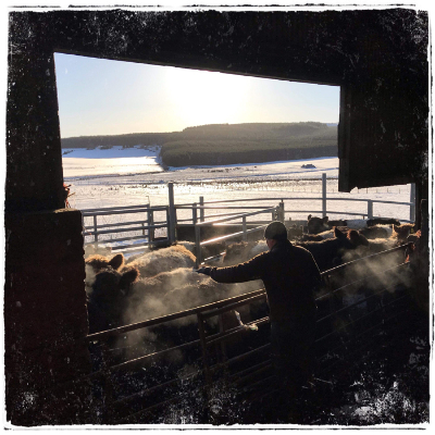 Cows steaming in the sun
